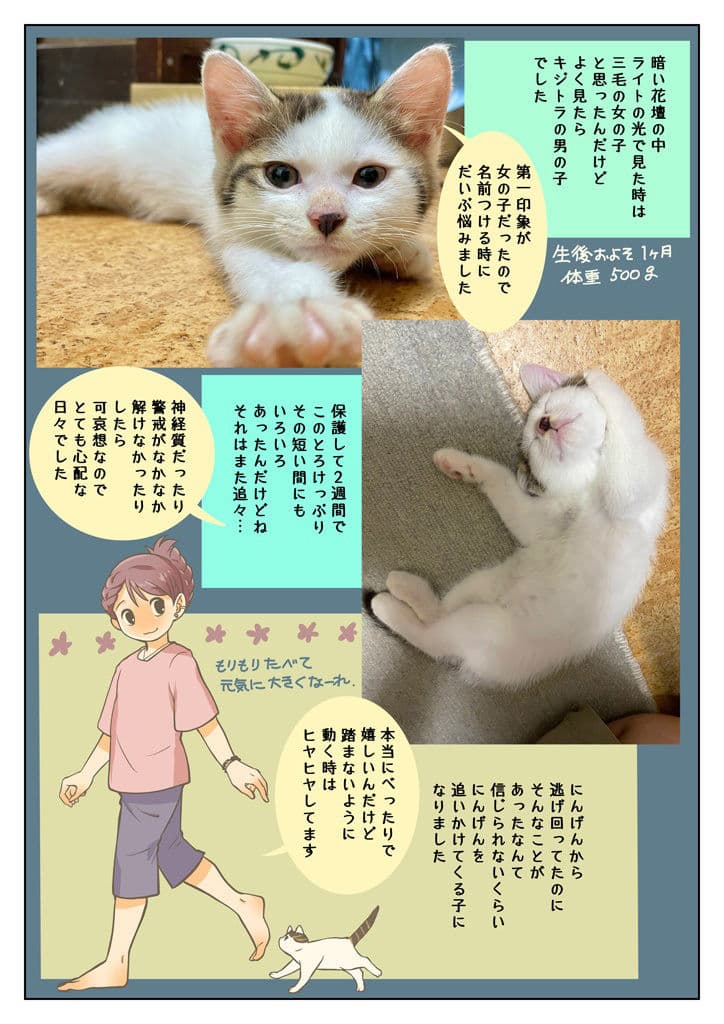 こねこをひろっただけなのに サンプル画像 7