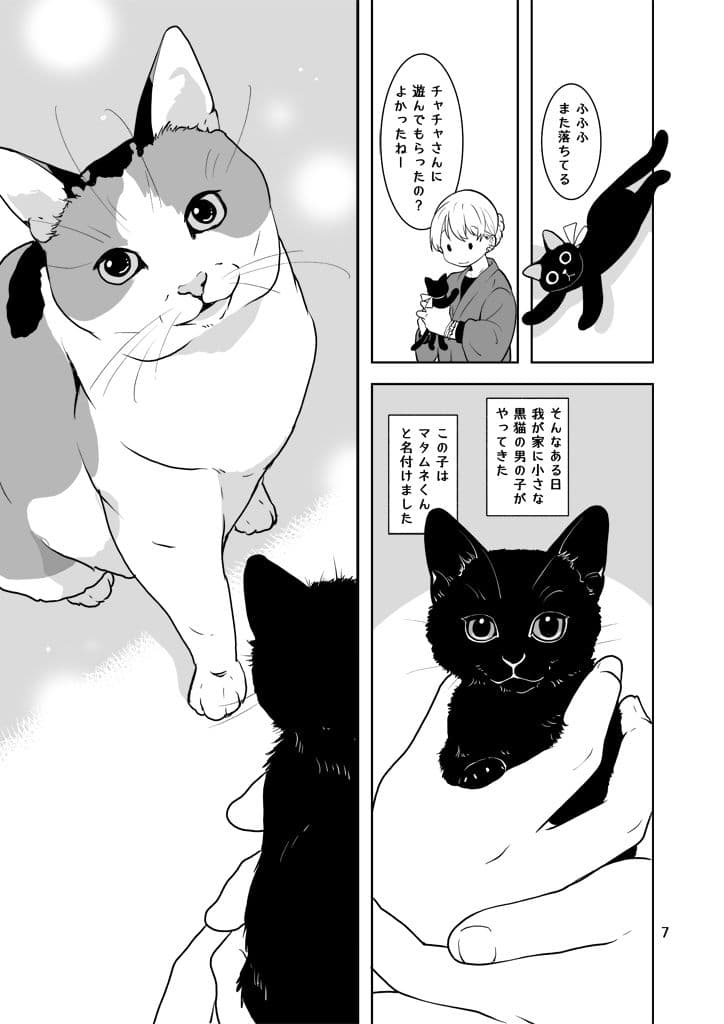 なにおもうねことひと サンプル画像 7